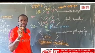 Notion De Synapse