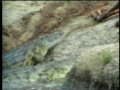 Predadores Selvagens Gua Agitadas Parte 2 images Predadores Selvagens Gua Agitadas Parte 2