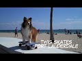 TWIG SKATES FORT LAUDERDALE - SPRING BREAK - Skateboarding Dog
