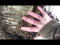 polypore