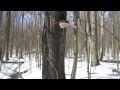 polypore