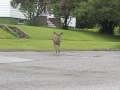 Cranbrook Ghetto Deer ORIGINAL Audio Plus PART 2 WARNING GRAPHIC