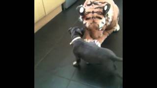 Tiger V Dog