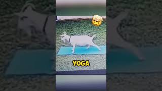 Goat Nailed The Yoga Pose