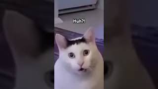 New Huh Meme Cat