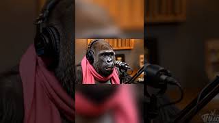 Podcast Gorila