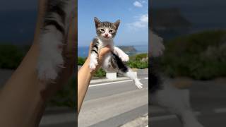 Tiny Kitten Meows Let Me Explore, Please