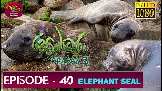 Sobadhara - Sri Lanka Wildlife Documentary | 2019-12-27 | Elephant Seal