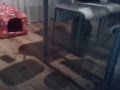 Kamar�di