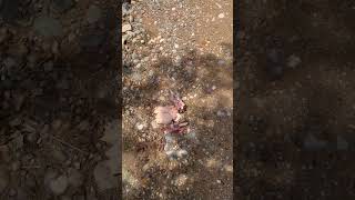 Barınaklar Hayvanlar Için Cehrnnemdir