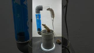 Easy Homemade Mouse Trap Ideas At Home // Mouse Trap 2 #Rat #Rattrap #Mouse #Mousetrap