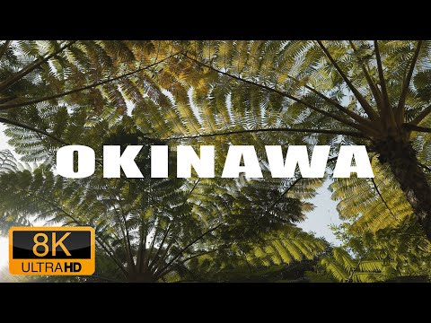 OKINAWA 沖縄 2023 April OKINAWA 沖縄 2023 April