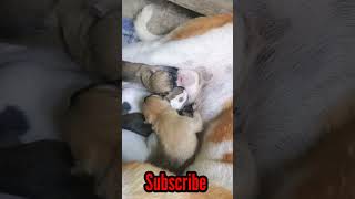 How Amazing Mommy Doga Beautiful Moment Milk