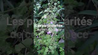 Clinopodium Nepeta, Une Plante Dété