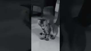 Mentahan Kucing Pargoy