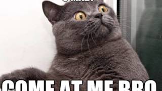 World War C C For Cats Ba Dum Tiss Lol