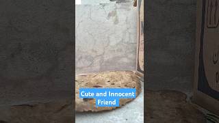 Cute And Innocent Friend