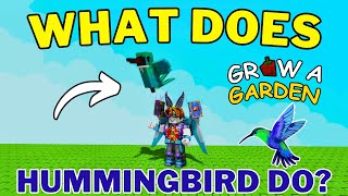 What Does Hummingbird Do In Grow A Garden How To Get Hummingbird In Grow A Garden Roblox