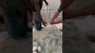 Thrilling Meghna River Fishing Catching Hilsa Fish Alive