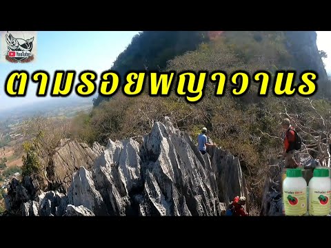 EP62._V1.ตามรอยพญาวานร !! ปืนเขาฉกรรจ์สำรวจธรรมชาติปรับปรุงการท่องเที่ยว