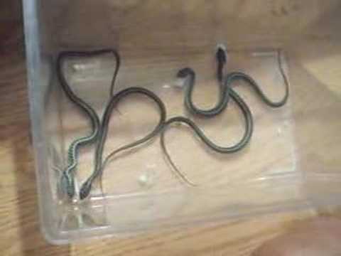 Garter snake feeding