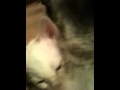 Cat laying on kitten while nursing