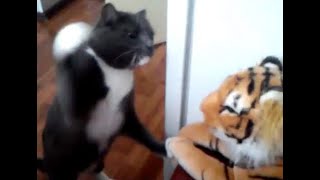 За Мурку Я Тебя Порву  Тигр В Шоке  Смешное Видео