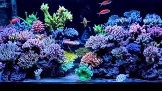 Watch Tank Tank 09 video