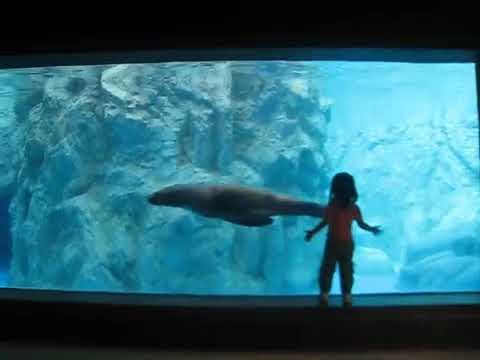 ズーラシアのオットセイ Seal at Zoo