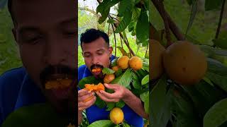 What Does An Egg Fruit Taste Like?