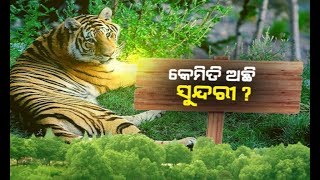Suspense Over Tigress Sundari Health Condition
