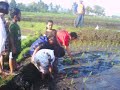 image Belajar Cara Menanam Padi 1