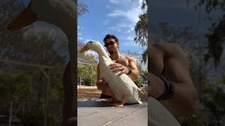 Meet My Duck Brutus