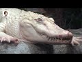 8 Most Rare White Animals In The World Urdu | دنیا میں موجود عجیب سفید جانور | Haider Tv