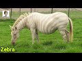 8 Most Rare White Animals In The World Urdu | دنیا میں موجود عجیب سفید جانور | Haider Tv