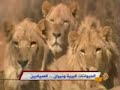 الحيوانات البرية ونيران الصيادين