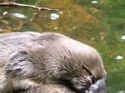 Platypus