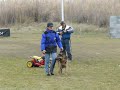 toiletter un berger allemand