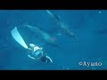 御蔵島ドルフィンスイム イルカ mikura Ayano Dolphin Swim Pentax Optio W80