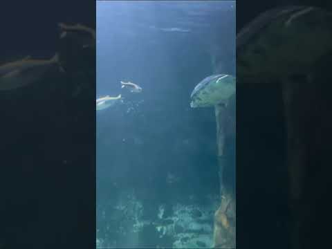 #nature #trending #aquarium #newport #fish#shortsfeed #subscribe mishralaxmip