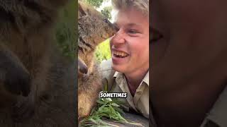 The Quokka Is The Happiest Animal In The World