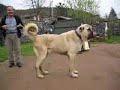 kangal dog