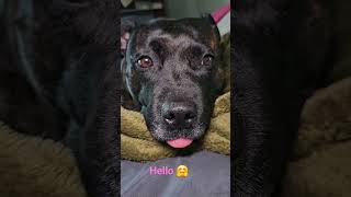 Bella The English Staffordshire Bull Terrier
