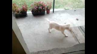 Crazy Funny Labrador Puppy Playing With A Broom