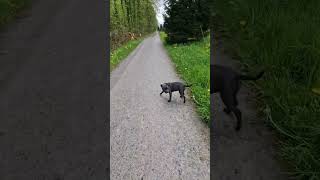 Walk With My Staffordshire Bullterrier Blue Line Puppy Staffbull