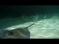 underwater movie waterproof camera panasonic lumix DMC-FT1 pływanie z płaszczkami