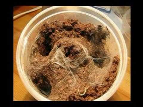 Chilobrachys fimbriatus vs fielding positions in cricket_30. Chilobrachys fimbriatus vs