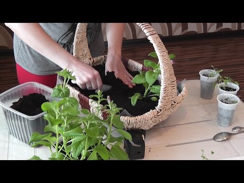 Как сажать в подвесное кашпо Как сажать в подвесное кашпо