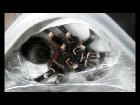 Header of Acanthoscurria theraphosoides