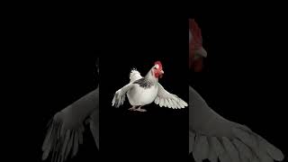 Ich Wollt Ich Wär Ein Huhn (Weichei Remix) - La Lampa 🐔🥚 #Hypertechno